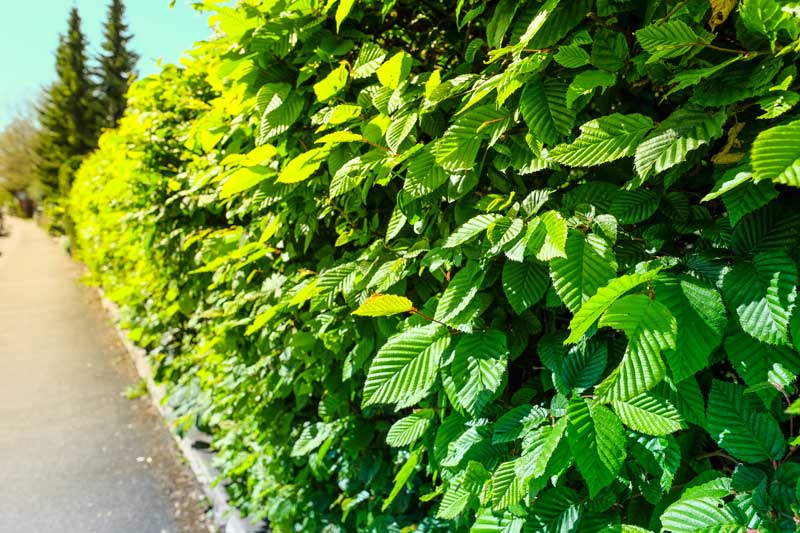 Hecke aus Hainbuchen