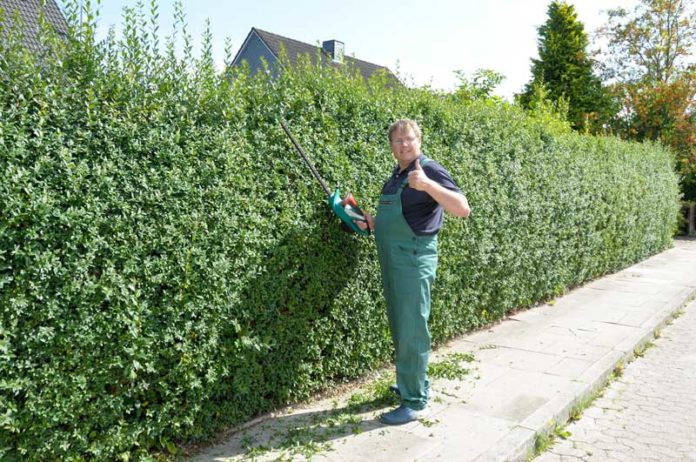 Wann darf man seine Hecke schneiden? | renovieren.net