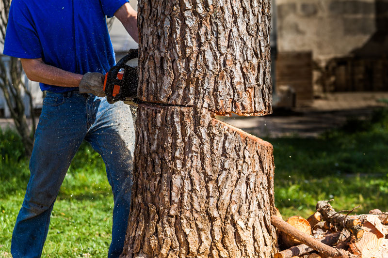 baum-faellen-spaltkeil