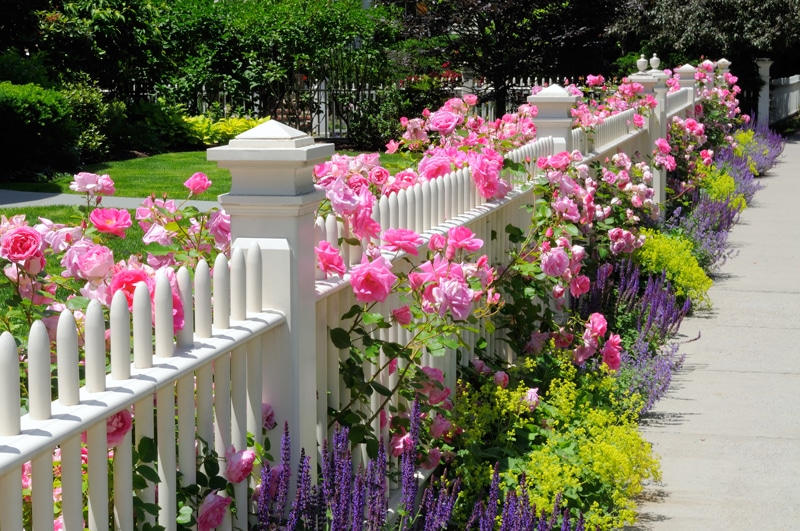 blumenpracht
