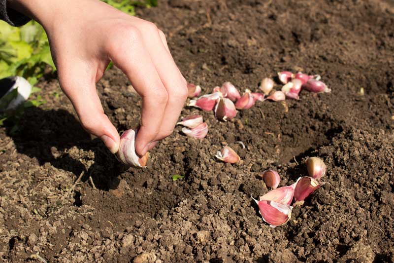 knoblauch-mag-der-Maulwurf-nicht
