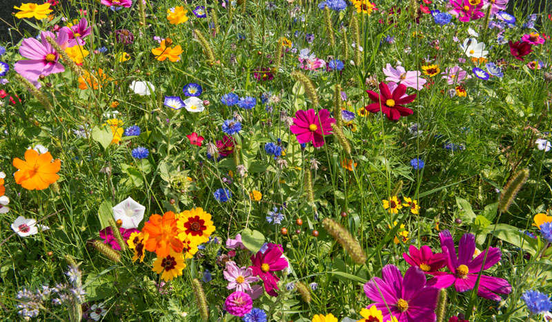 Eine Wildblumenwiese anlegen –Tipps für den Garten | renovieren.net