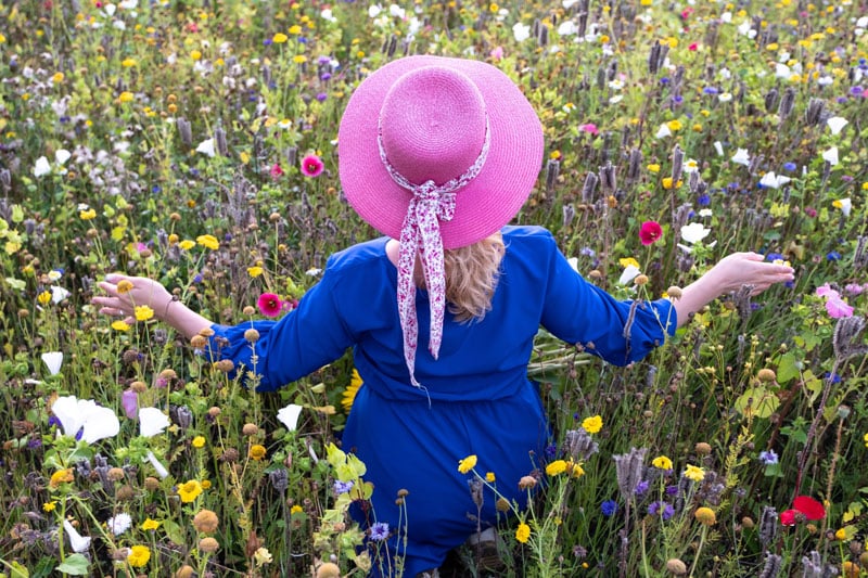 schoene-Wildblumenwiese