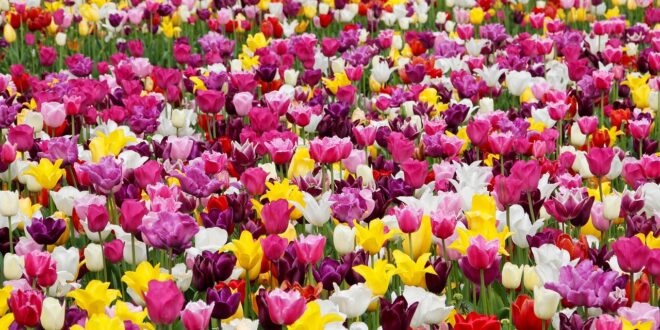 dem normalen Garten ein echtes Paradies