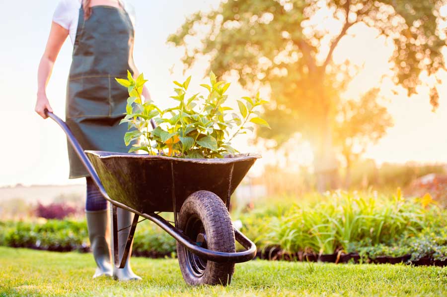 garten-neue-pflanzen