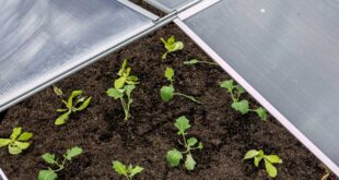 fruebeet-gewaechshaus