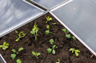 fruebeet-gewaechshaus