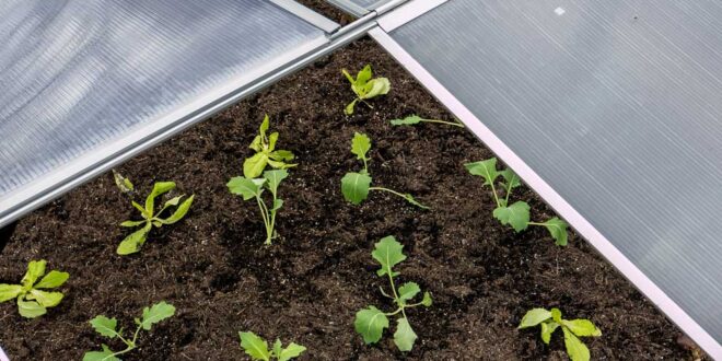 fruebeet-gewaechshaus