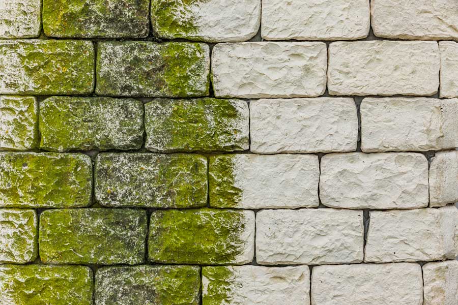 fassadenreinigung-algen