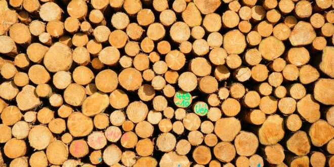 Gestapelte Holzstämme mit sichtbaren Schnittflächen